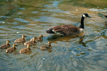 Canadian goose and ducklings floating down the river.