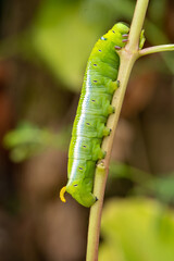 Close-up beautiful caterpillar of butterfly. Macro shots, Beautiful nature scene.