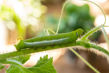 Close-up beautiful caterpillar of butterfly. Macro shots, Beautiful nature scene.