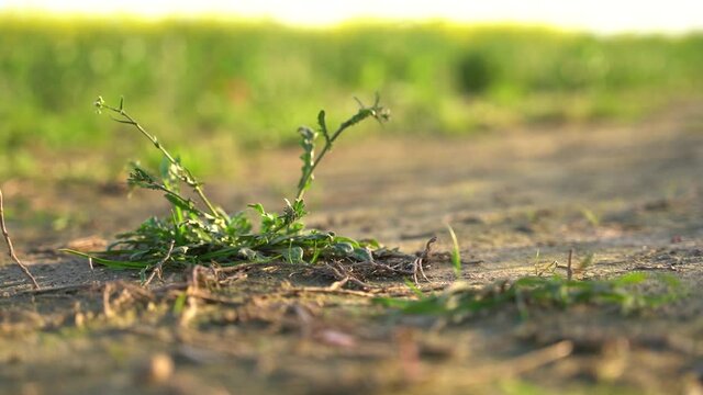 The girl walks across the field, stepping on plants, tramples and damages them. Destruction of vegetation by humans. Harm to nature concept.