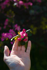 Hand touching a pink petal, close-up. Blooming beautiful flower. Man holds cherry tree blossom, selective focus. Low key