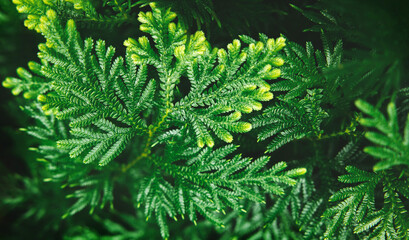 Natural Leaf Texture Background. Closeup of Green Juniper Chinensis Leaf. Top View