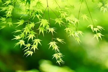 日に輝く青もみじ　青楓　ecoのイメージ