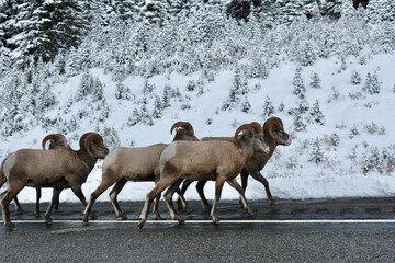 Naklejka premium Bighorn sheep ram on highway road by snow covered mountains in winter. Peter Lougheed Highway in Kananaskis. Alberta. Canada