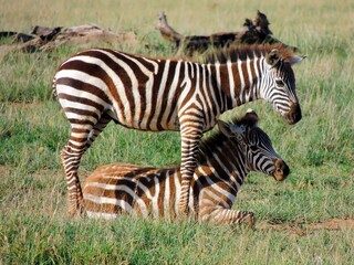Fototapeta na wymiar two young zebras in amboseli park, kenya, africa