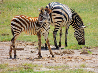 Fototapeta na wymiar mother zebra and her colt grazing in amboseli national park, kenya, africa