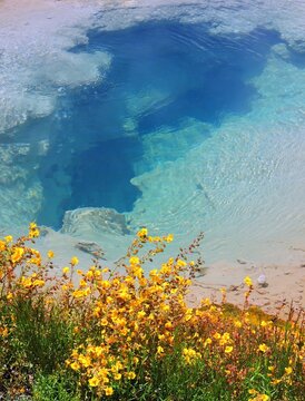  Pinto spring and seep monkey flowers in the cascade  geyser  group in yellowstone  national park, wyoming