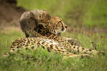 Fototapeta na wymiar Cub climbs over cheetah lying on grass