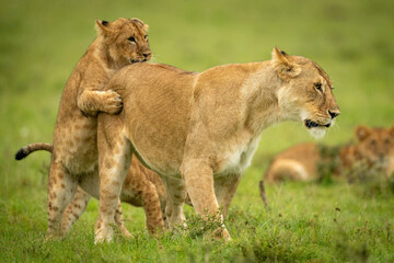 Fototapeta na wymiar Cub grabs lioness from behind in grass