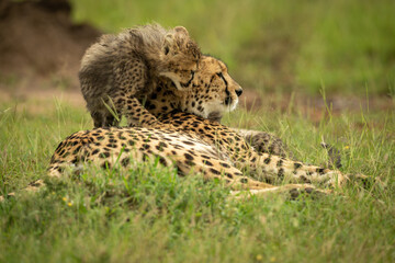Fototapeta na wymiar Cub climbs on cheetah lying on grass