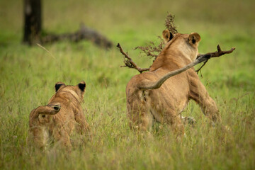 Naklejka premium Cub chases mother with branch through grass