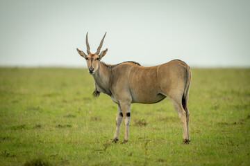 Naklejka na ściany i meble Common eland stands on grass eyeing camera