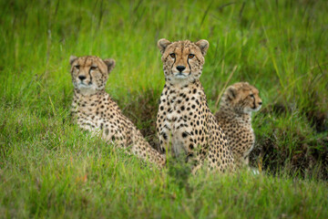 Naklejka na ściany i meble Coalition of cheetah sits in grassy gully