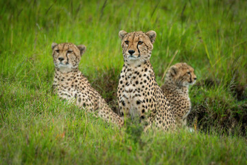 Naklejka na ściany i meble Coalition of cheetah sits in grassy ditch