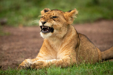 Close-up of yawning lion cub lying down