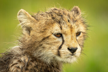 Obraz na płótnie Canvas Close-up of wet cheetah cub facing right