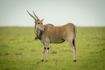 Naklejka na ściany i meble Common eland stands on grass looking back