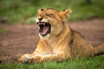 Fototapeta premium Close-up of yawning lion cub on grass