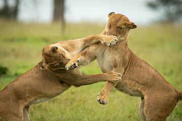 Close-up of two lionesses pawing each other