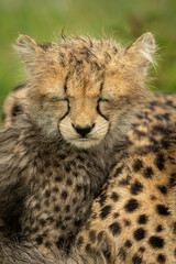 Obraz na płótnie Canvas Close-up of wet cheetah cub closing eyes