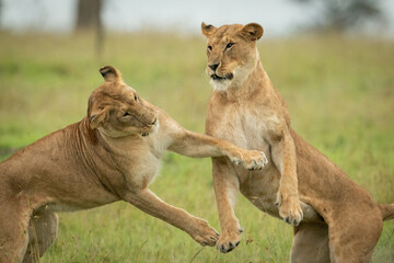Fototapeta premium Close-up of two lionesses on hind legs