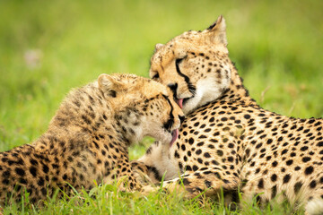 Close-up of two cheetahs licking each other