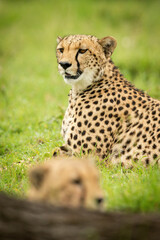 Naklejka na ściany i meble Close-up of two cheetahs lying on grass