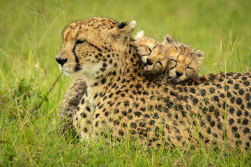 Close-up of two cheetah cubs grooming mother