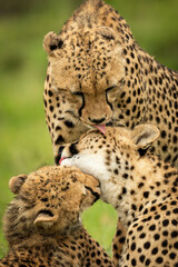 Close-up of three cheetahs licking each other