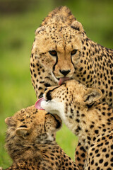 Close-up of three cheetahs grooming each other