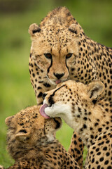 Close-up of three cheetahs washing each other