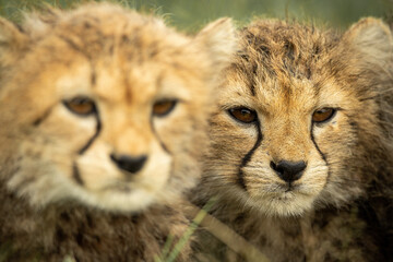 Obraz na płótnie Canvas Close-up of two cheetah cubs sitting together