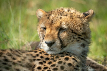 Close-up of sleepy cheetah cub lying down