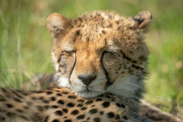 Obraz na płótnie Canvas Close-up of sleepy cheetah cub on grass