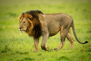 Naklejka premium Close-up of male lion walking lifting paw
