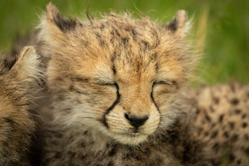 Fototapeta na wymiar Close-up of sleepy cheetah cub beside another
