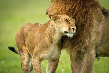 Fototapeta na wymiar Close-up of lioness rubbing head against mane