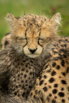 Close-up of wet cheetah cub closing eyes