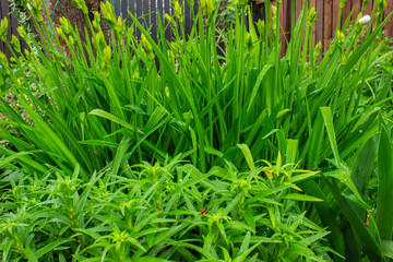 Fototapeta premium Nature Background of a green Phleum grass. Field with a high Timothy grass with selective focus. Wide Screen Web banner With Copy Space