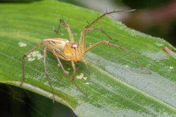 a jumping spider standing on green leaf