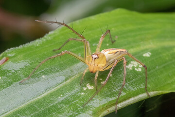 a jumping spider standing on green leaf
