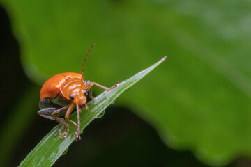 a orange beetle standing on green leaf