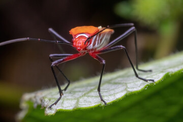 a shield bug standing on green leaf