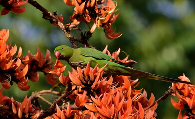 rose-ringed parakeet bird perch on beautiful palas flower
