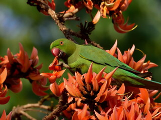 rose-ringed parakeet bird perch on beautiful palas flower