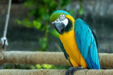 A close up of a blue-and-yellow macaw (Ara ararauna), also known as the blue-and-gold macaw bright vibrant parrot close up on branch