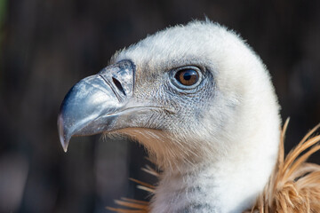 A very close up head shot of a lappet-faced vulture or Nubian vulture (Torgos tracheliotos) showing off its white head, eyes, and beak.