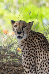 Cheetah (Acinonyx jubatus) close up portrait view looking to camera on a safari in Africa.