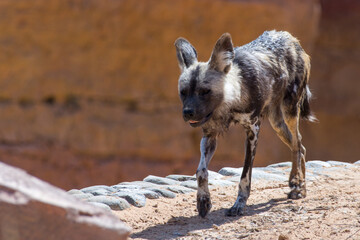 An African wild dog (Lycaon pictus) running through dry ground very close up in the rocks.