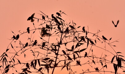 Indian silverbill bird in the group in the sunset time